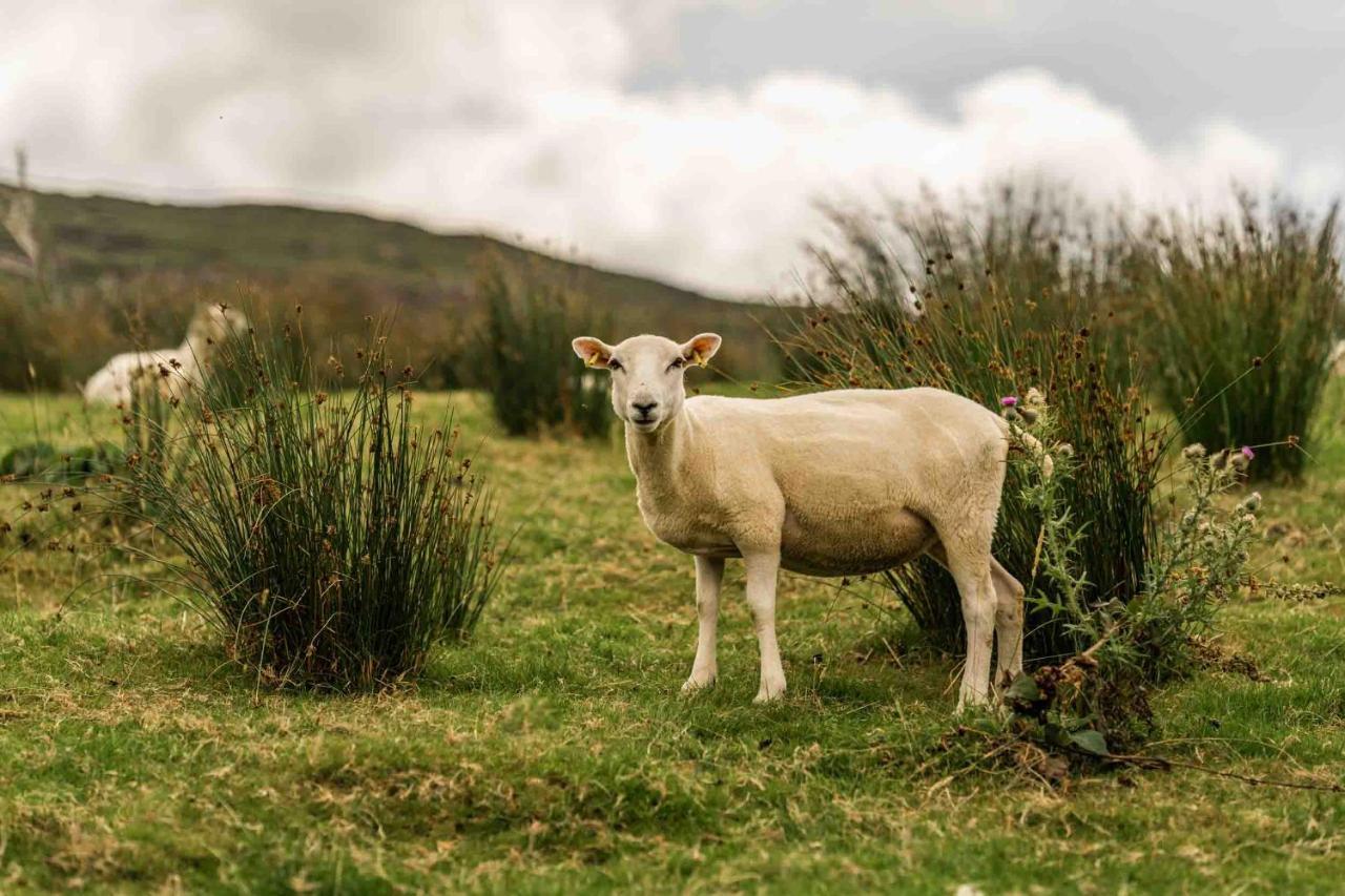 Oaklane Glamping Cabins Kenmare Exteriör bild